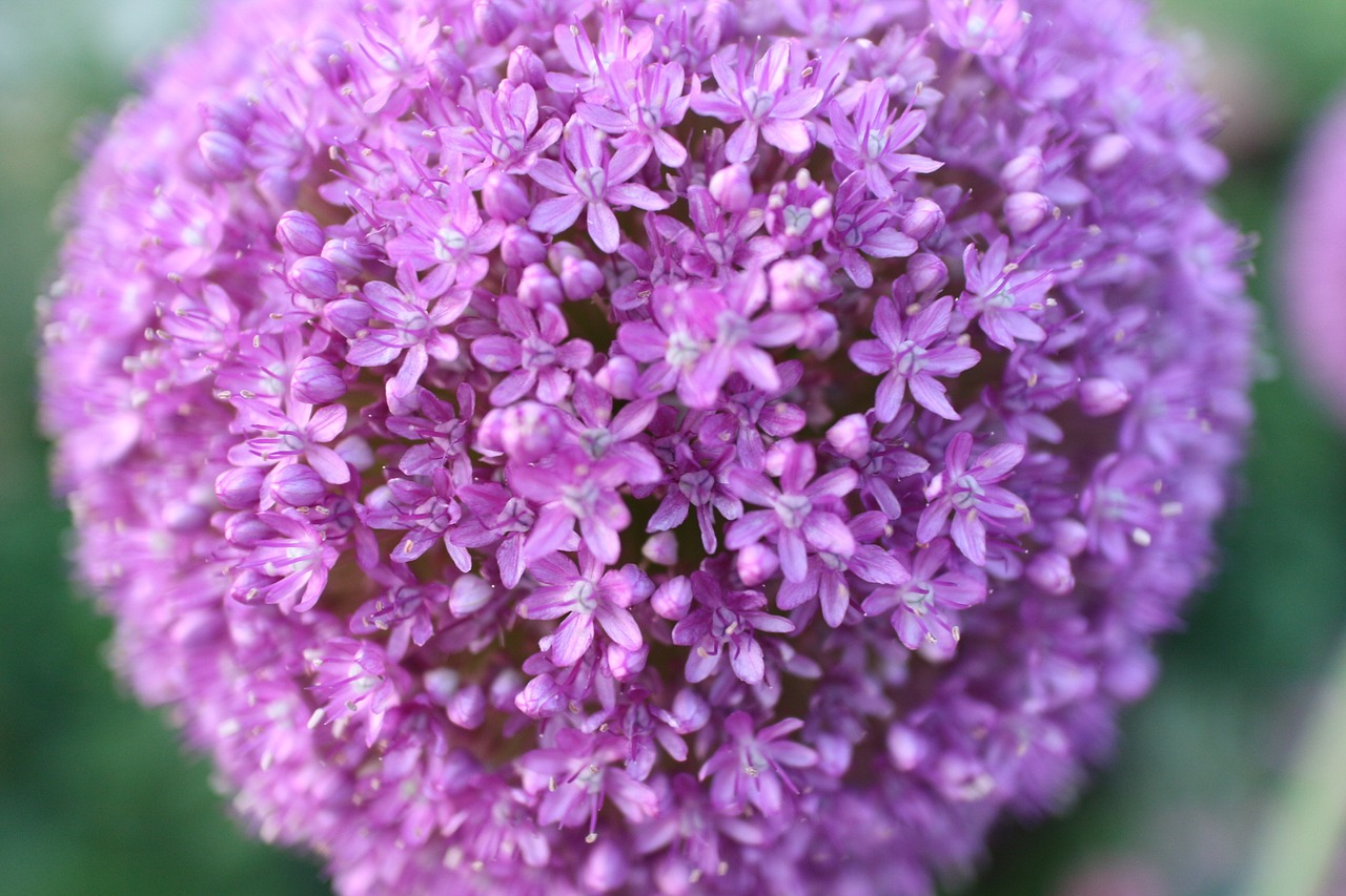 flowers purple spinnin free photo