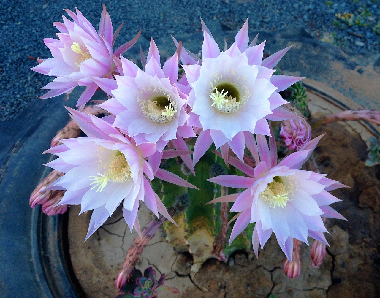 flowers desert plant free photo