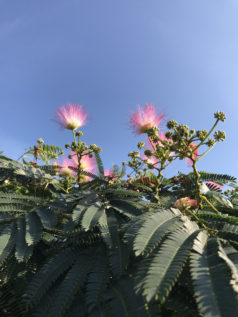 flowers pink flowers nature free photo