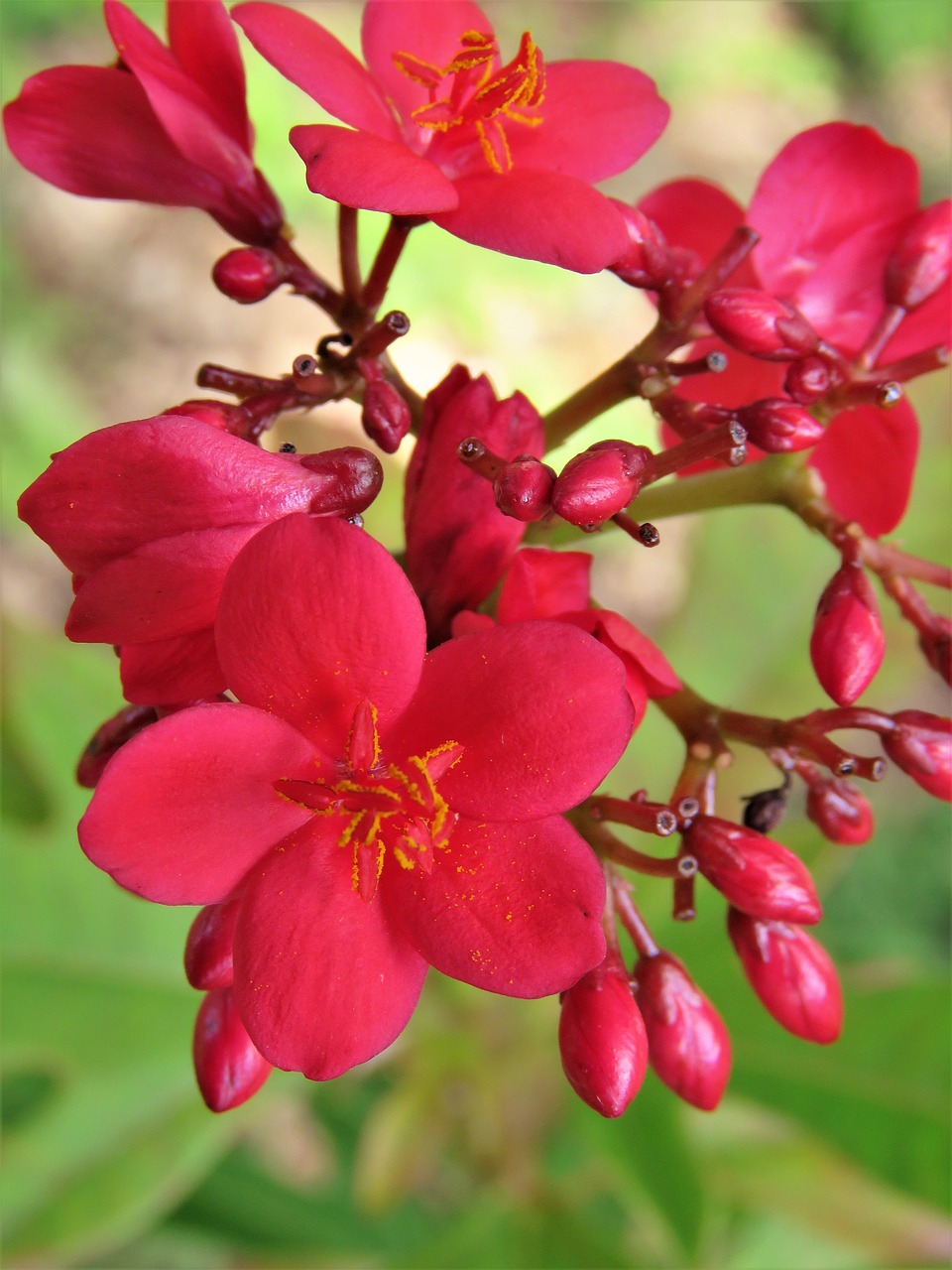 flowers red garden free photo