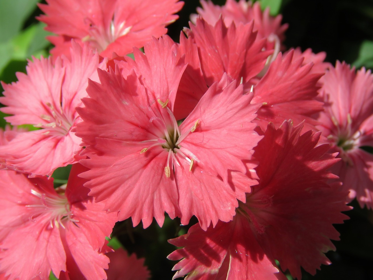 flowers pink garden free photo