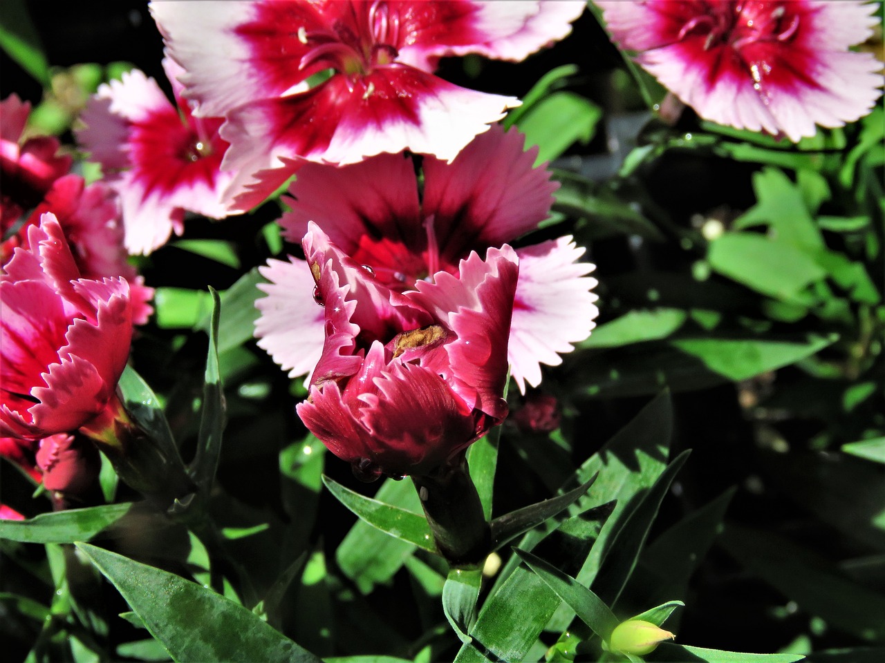 flowers pink red free photo