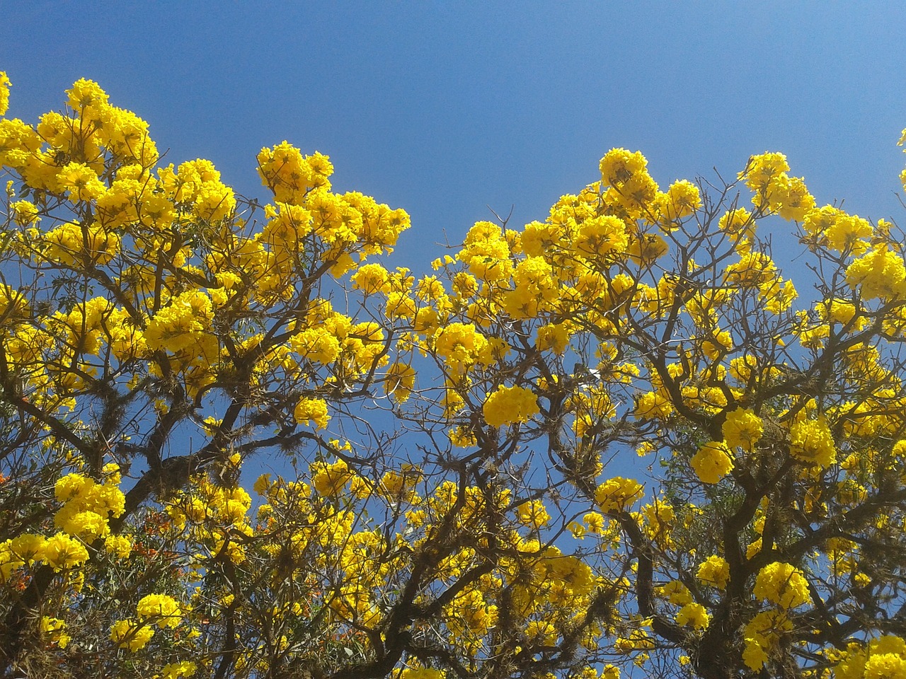 flowers road trees free photo