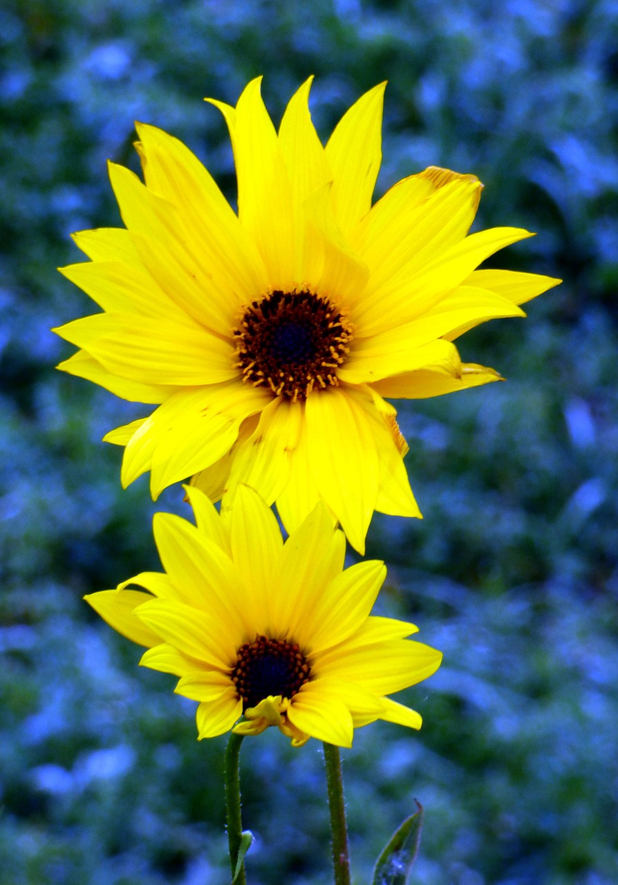 flowers yellow wild free photo