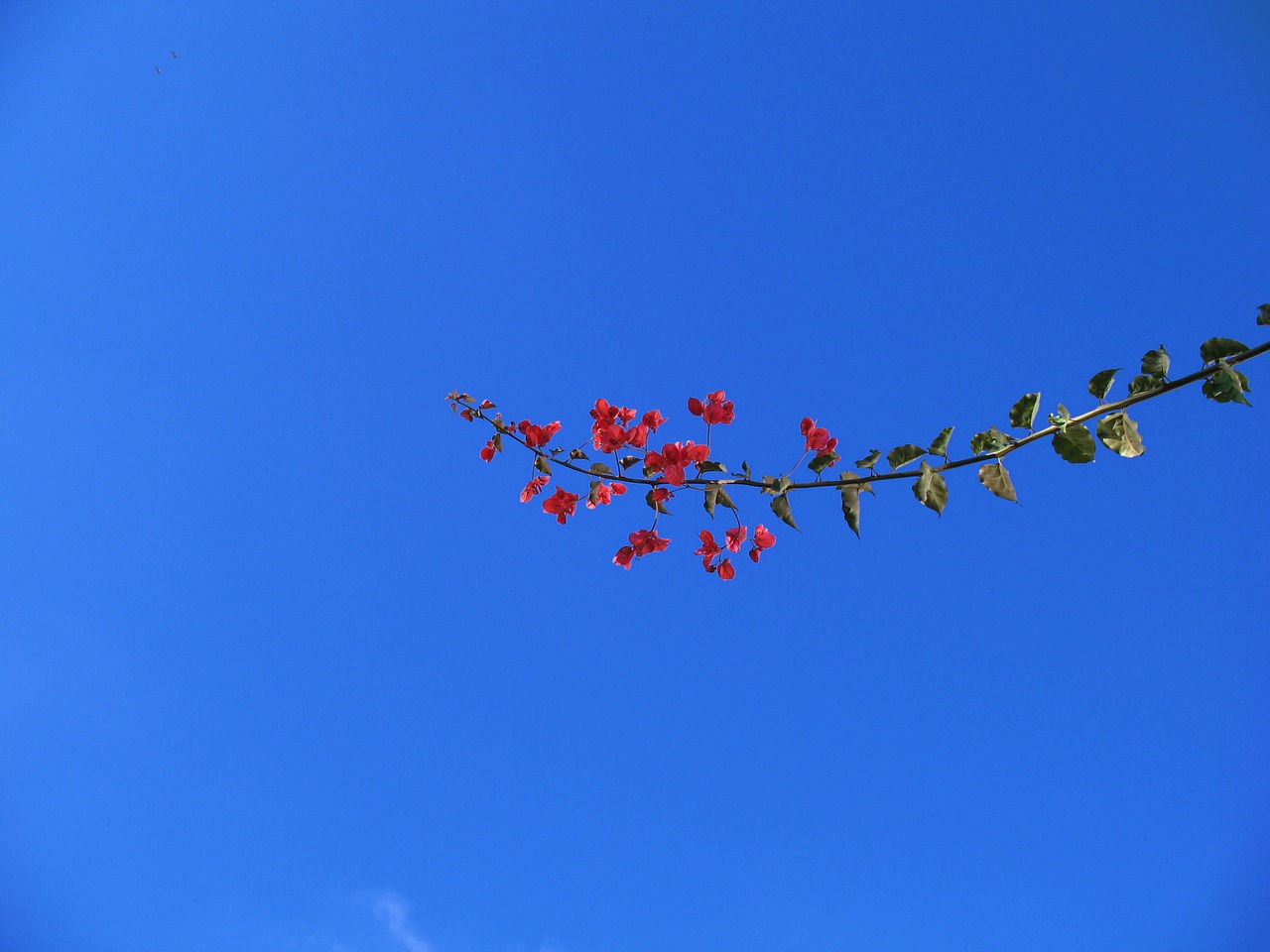 flowers plants blue free photo