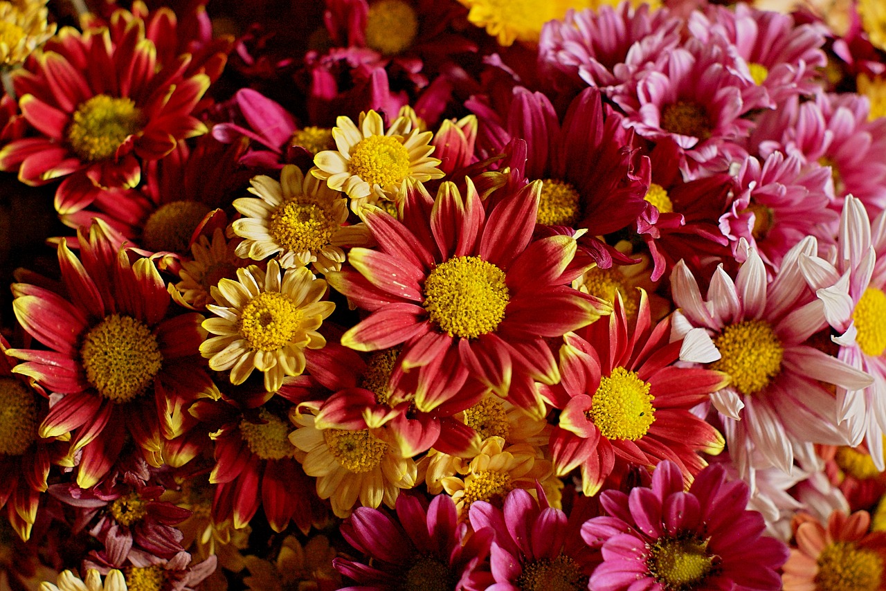 flowers autumn chrysanthemum free photo