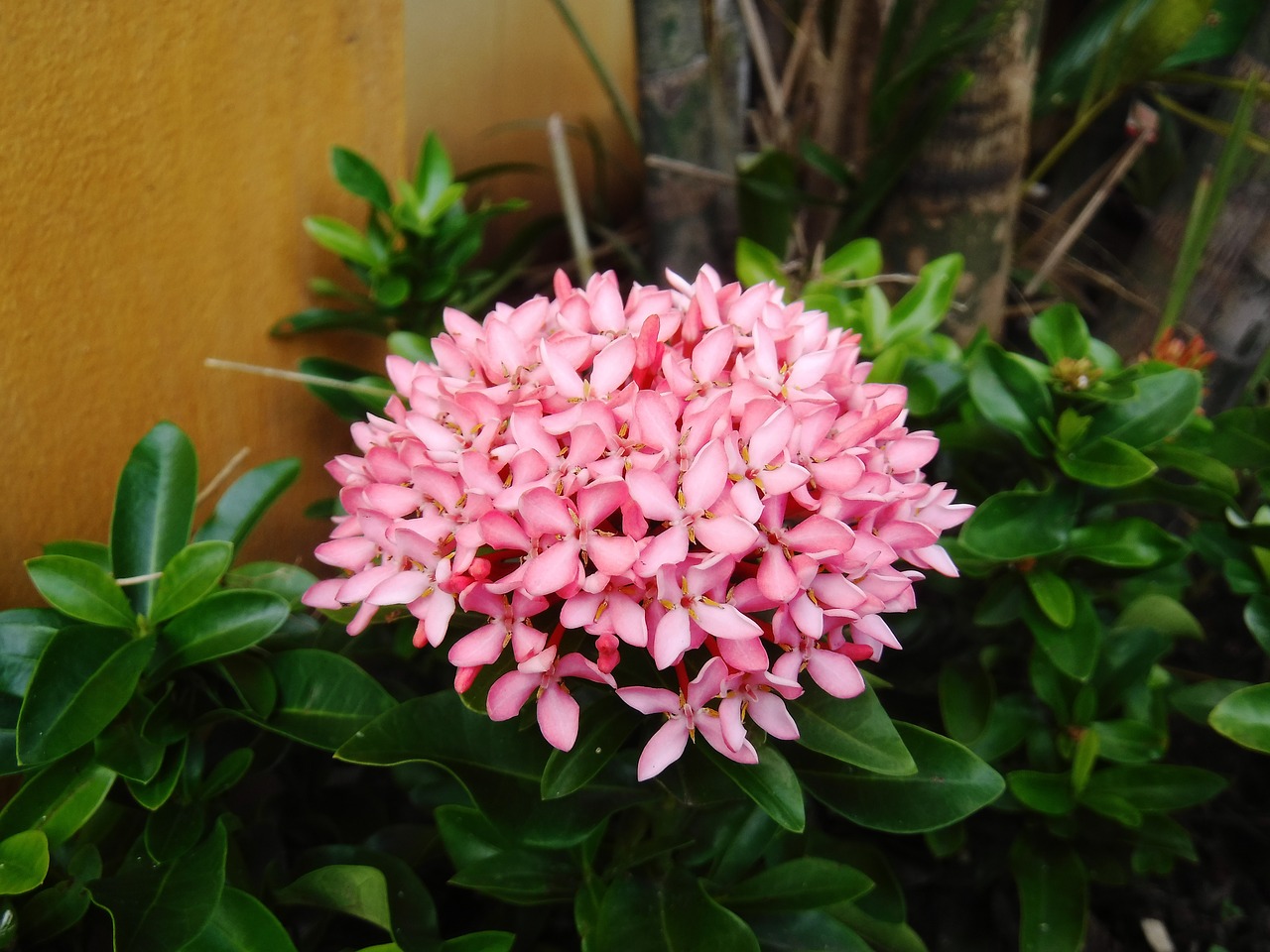 flowers pink nature free photo