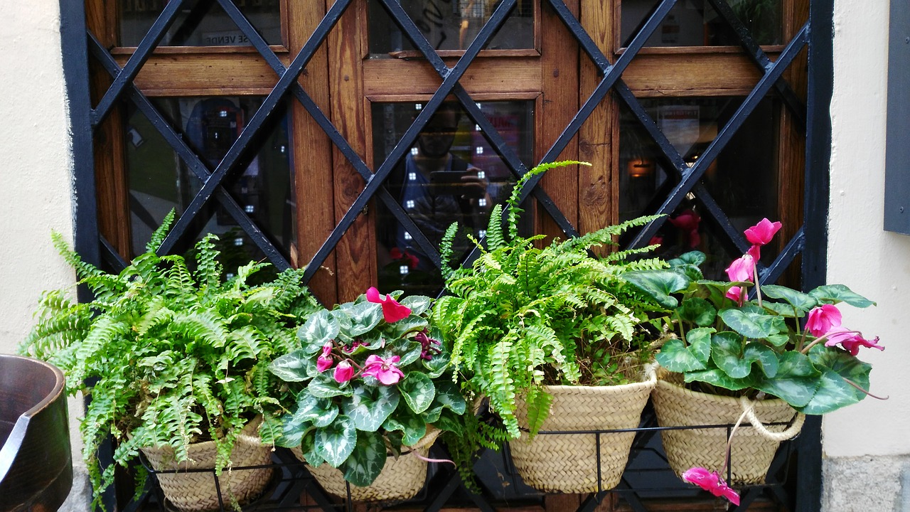 flowers window view free photo