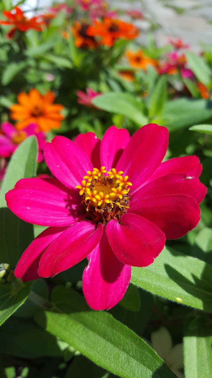 flowers pink flowers zinnia free photo