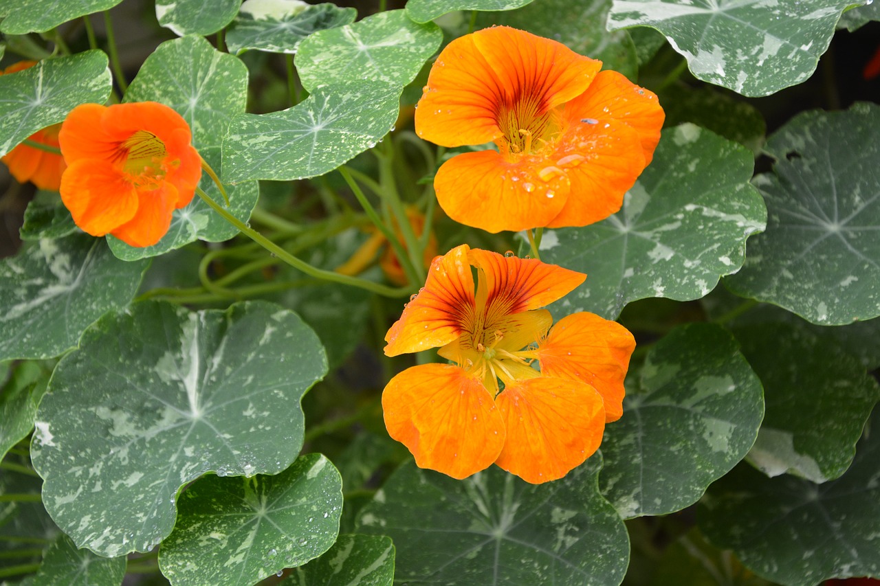 flowers orange blossom green leaves free photo