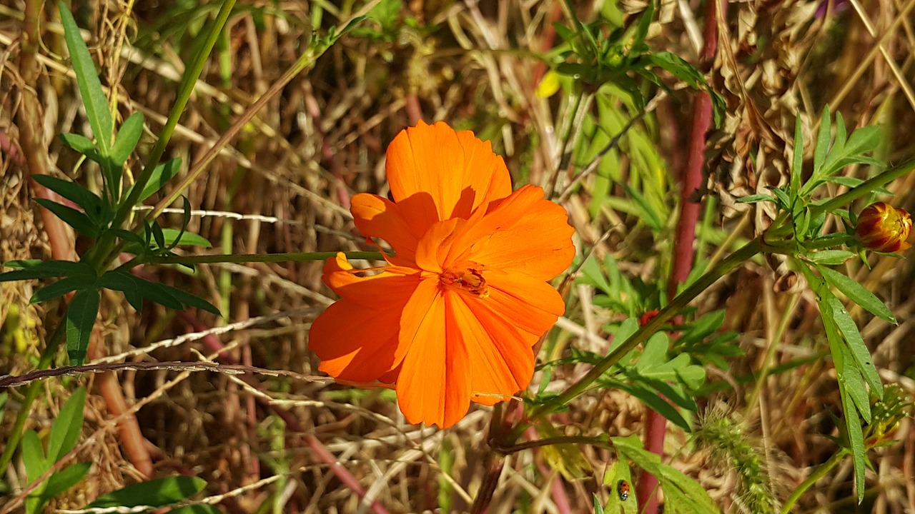 flowers wildflower free pictures free photo