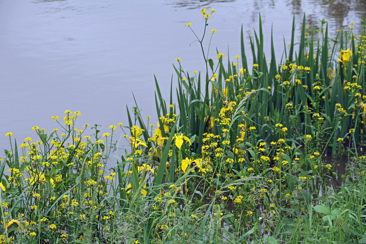 flowers yellow river free photo