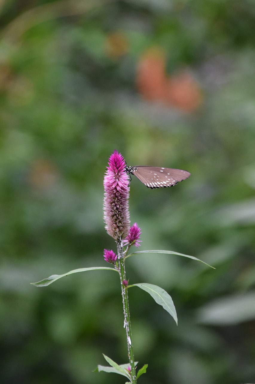 flowers gardens nature free photo