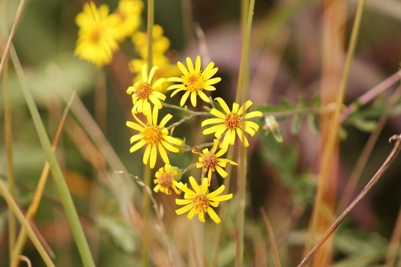 flowers autumn nature free photo