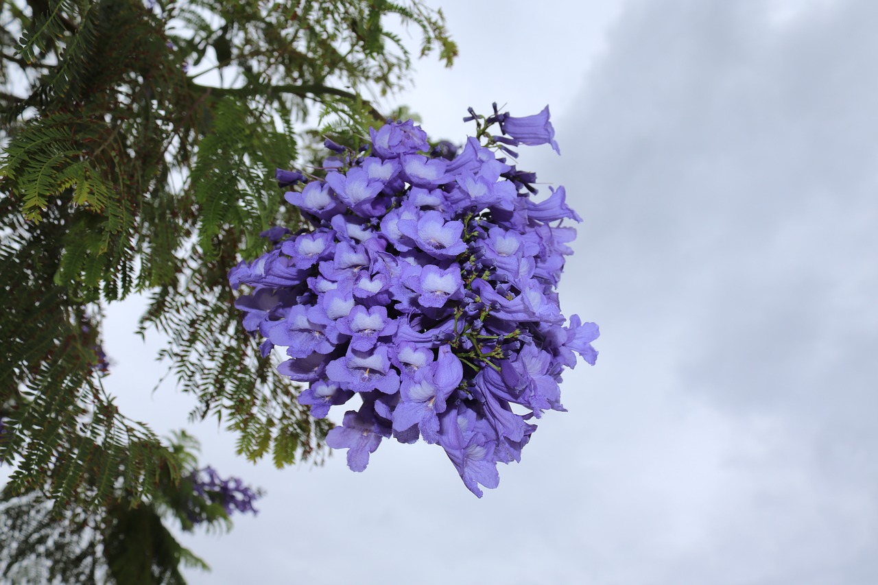 flowers blue tree free photo