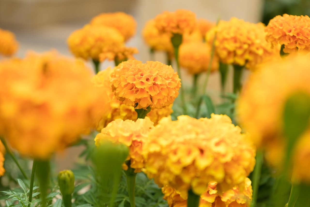 flowers yellow orange free photo