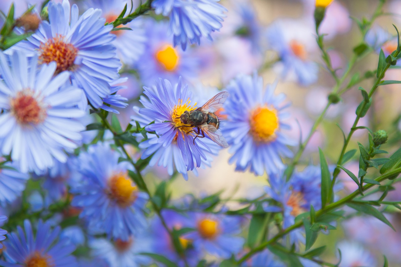 flowers bee bush free photo