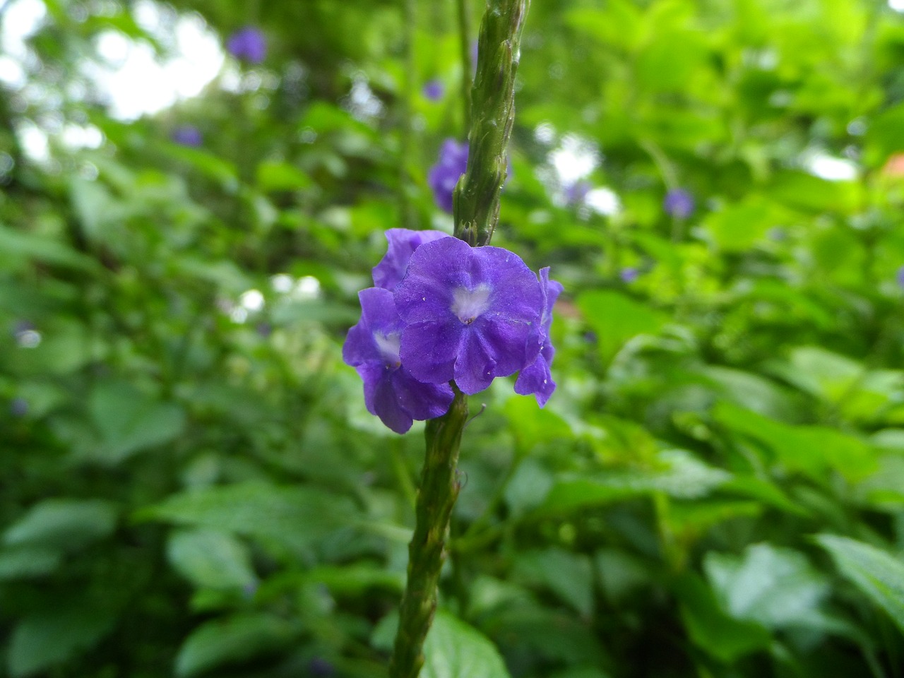 flowers garden wild flora free photo