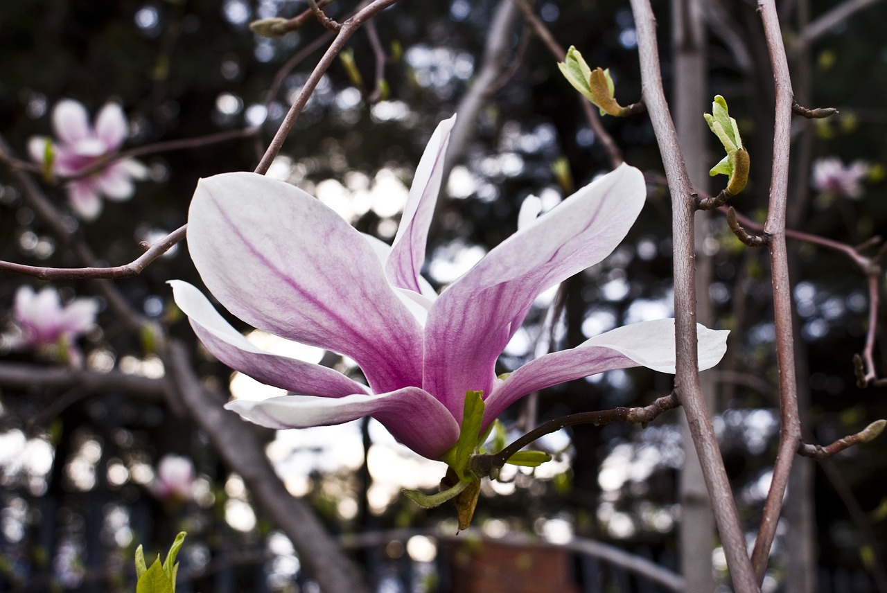 flowers spring wood free photo