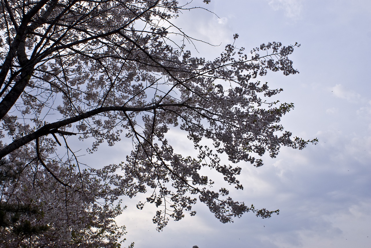 flowers spring wood free photo