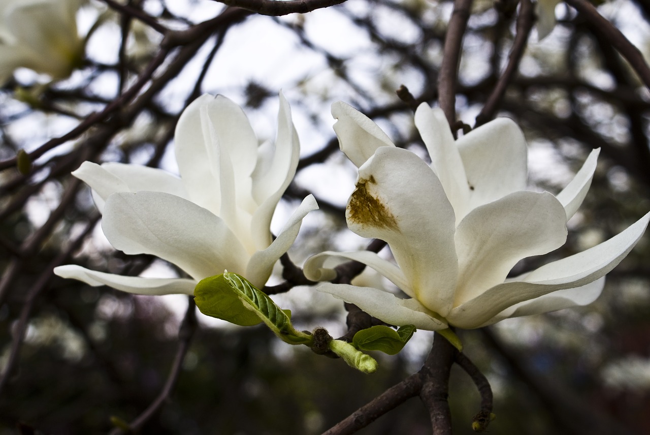 flowers spring wood free photo