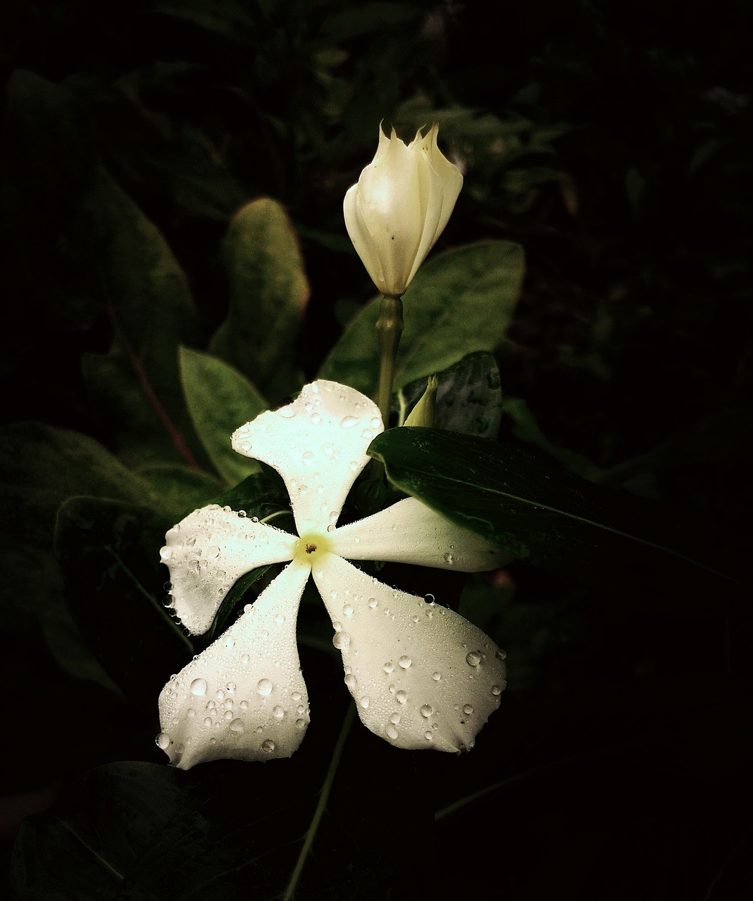 flowers white flowers bloom free photo