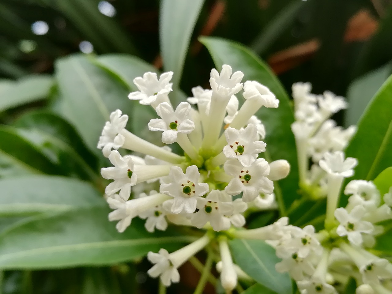 flowers white flowering night free photo