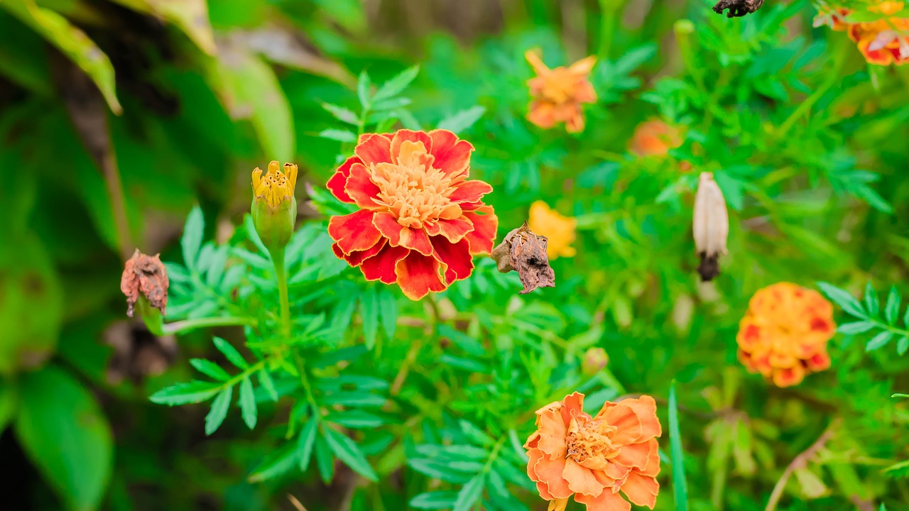 flowers green nature free photo