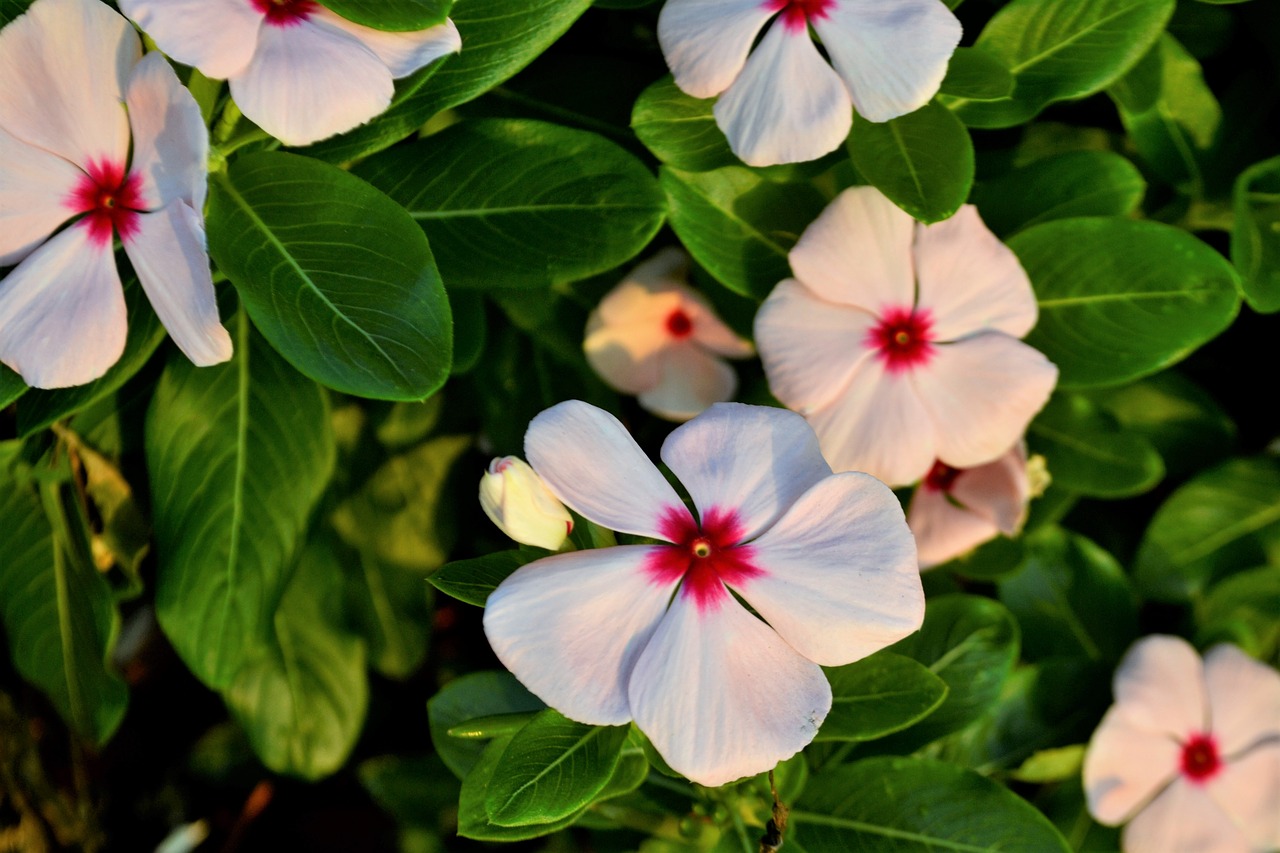 flowers clover pink free photo