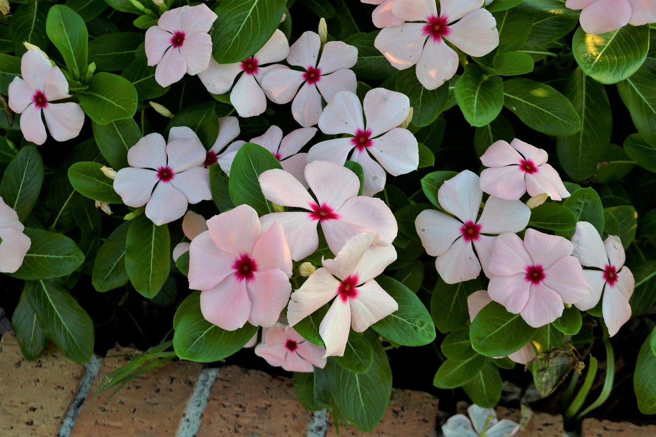 flowers white flowers garden free photo