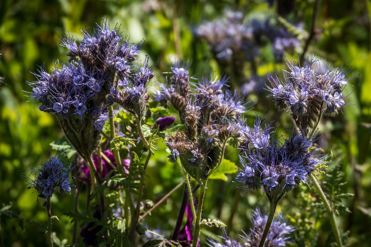 flowers nature garden free photo