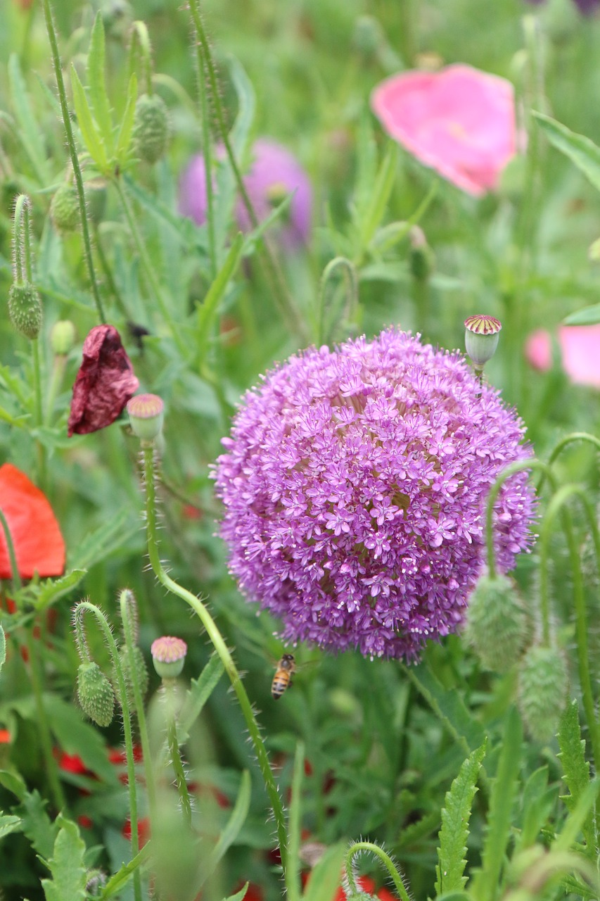 flowers flower gardens korean flower free photo