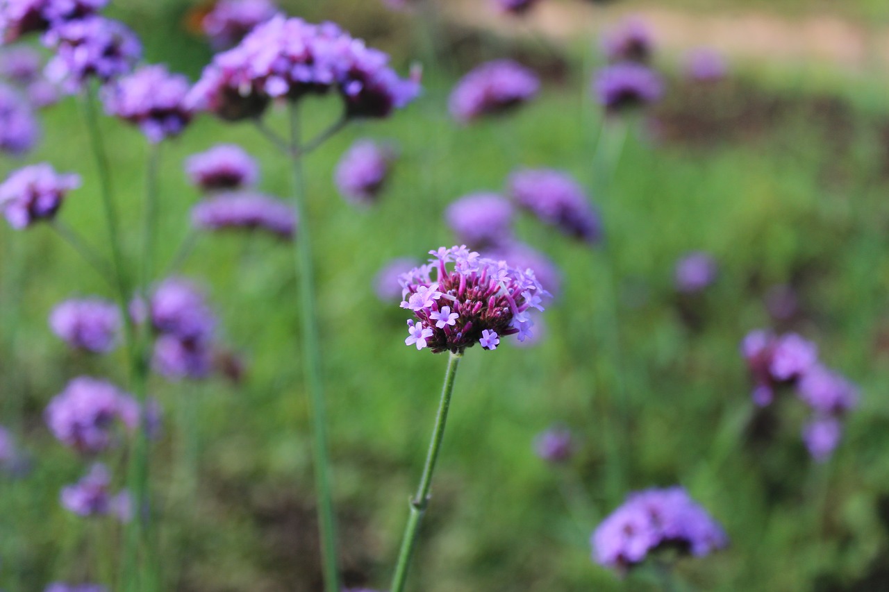 flowers purple natural free photo
