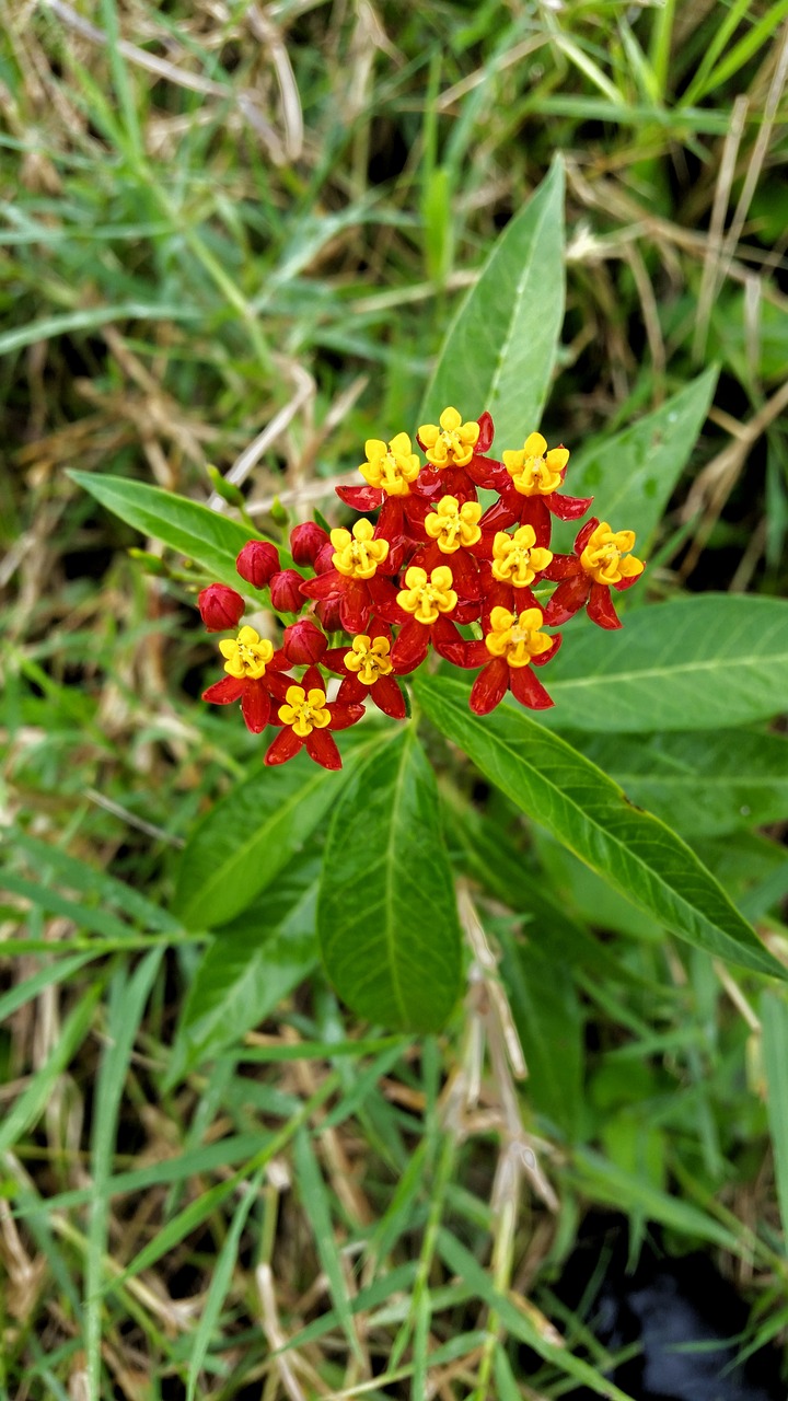 flowers red yellow free photo