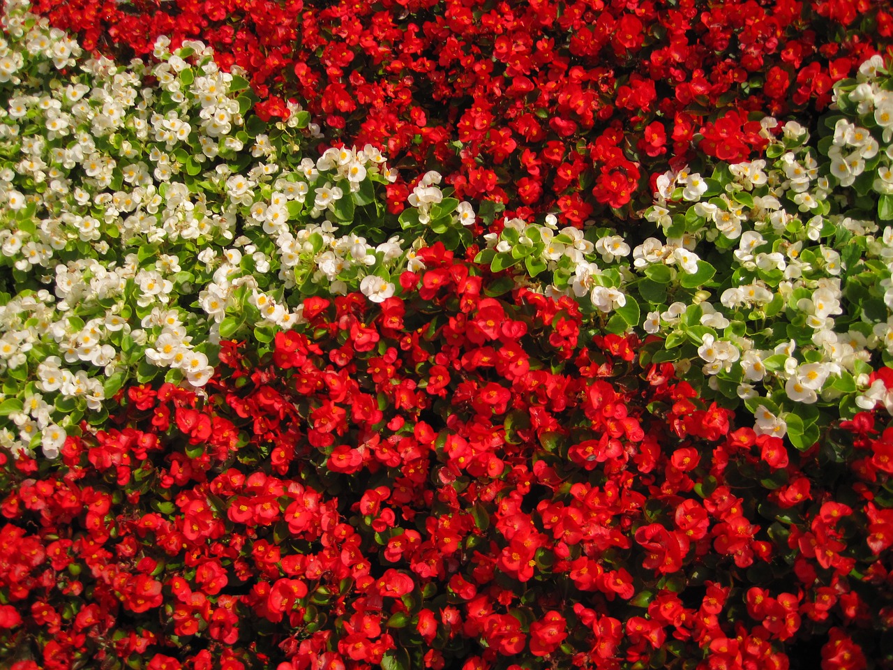 flowers background color free photo