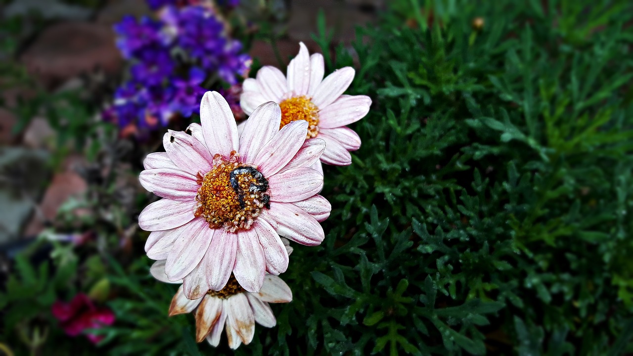 flowers the petals autumn free photo