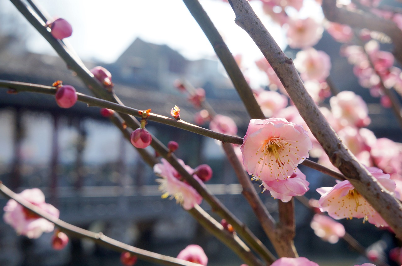 flowers flower plum free photo