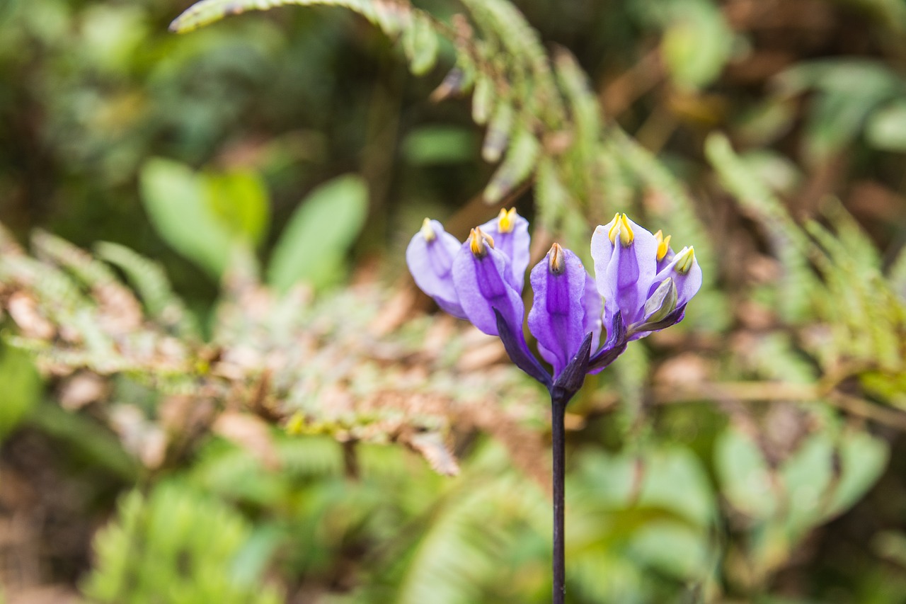 flowers purple flowers nature free photo