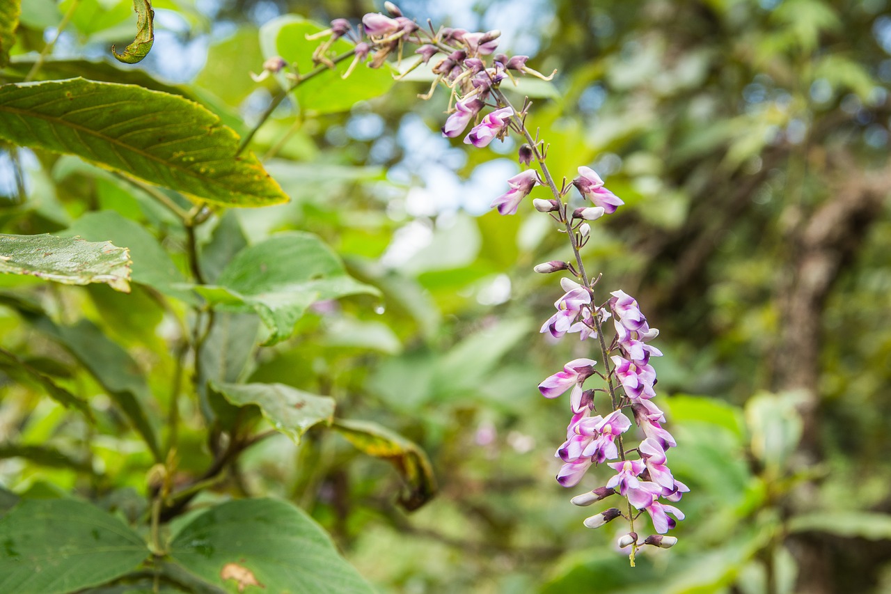 flowers purple flowers nature free photo