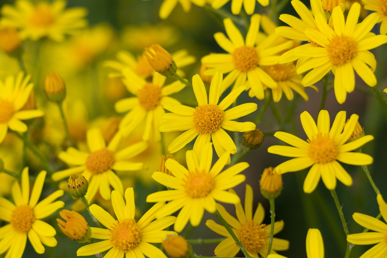 flowers yellow nature free photo