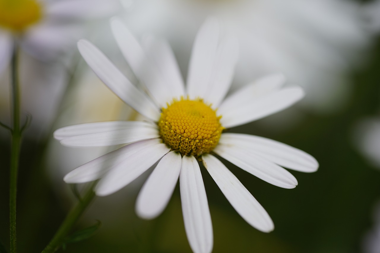 flowers autumn nature free photo