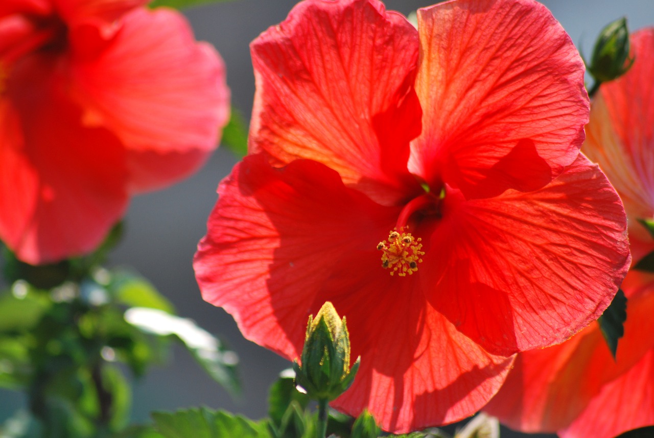 flowers orange hibiscus free photo