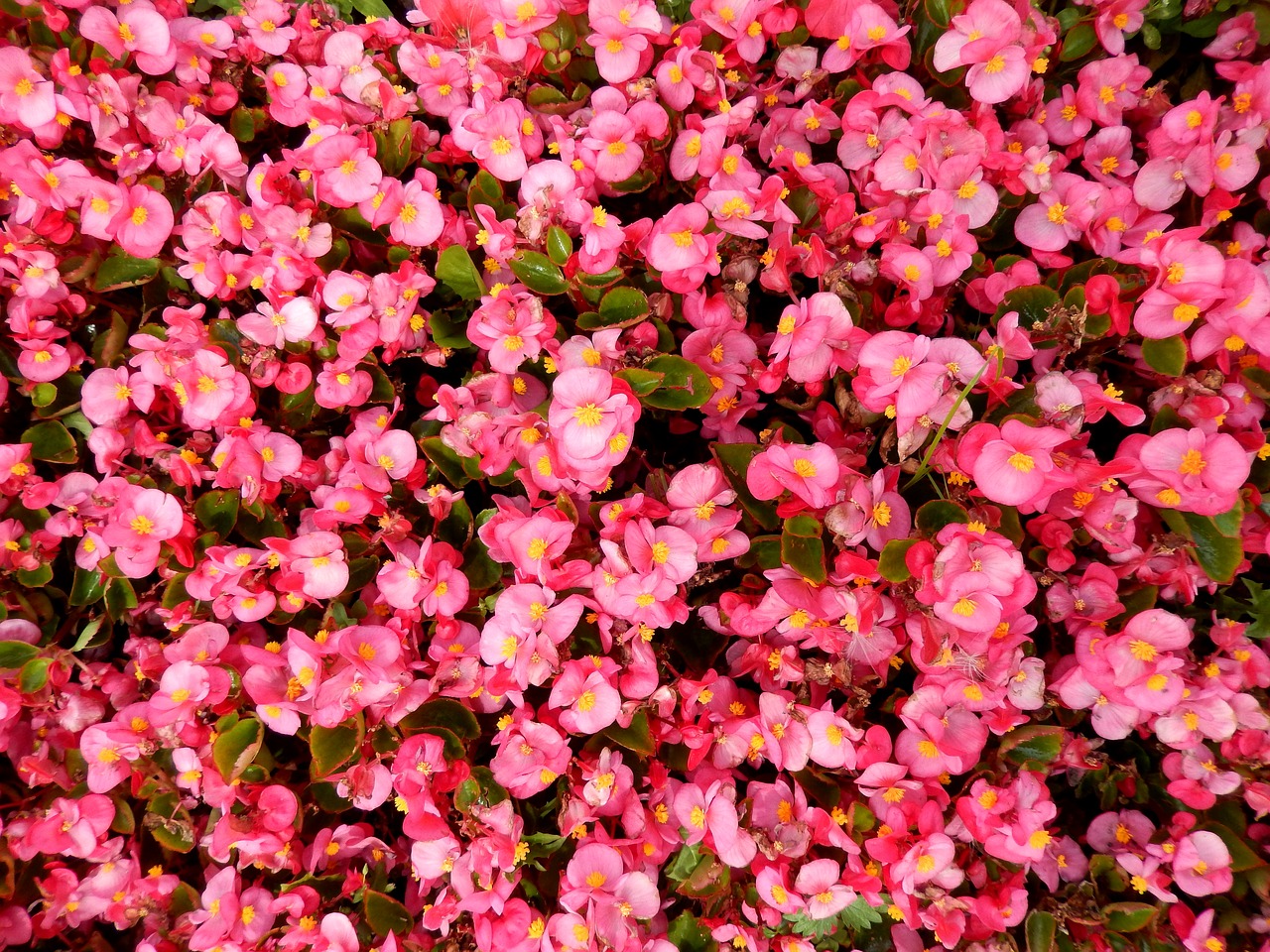 flowers carpet flower carpet free photo