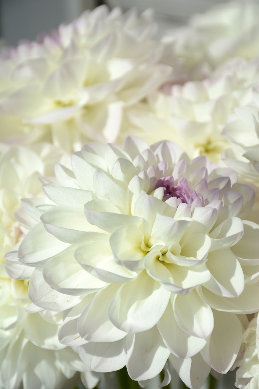 flowers white nature free photo