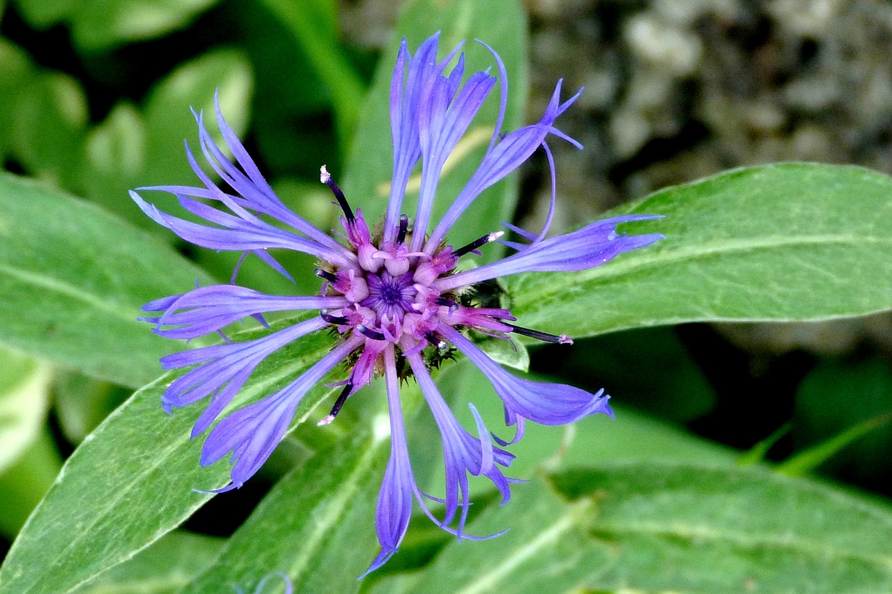 flowers nature macro free photo