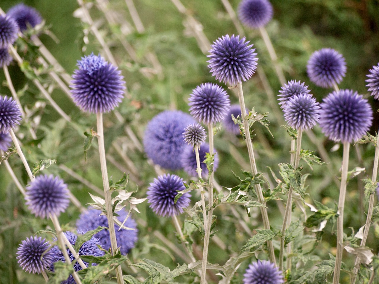 flowers purple spikes free photo