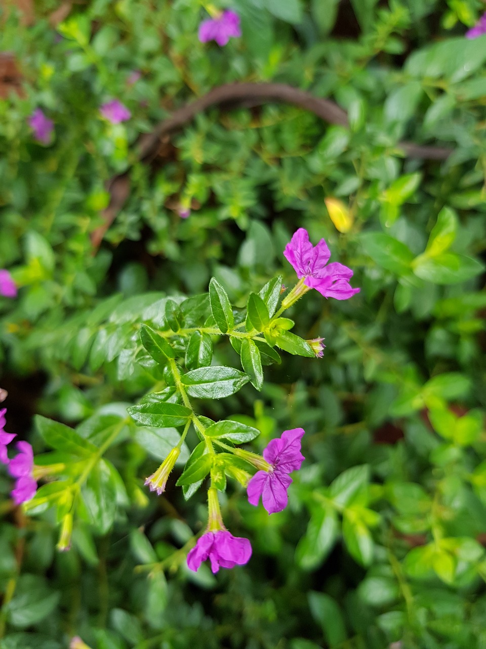 flowers purple green free photo