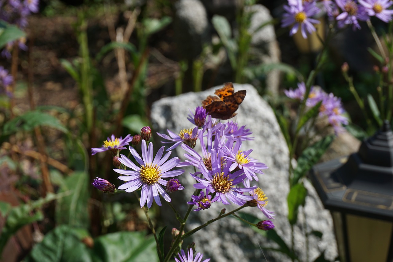 flowers autumn butterfly free photo