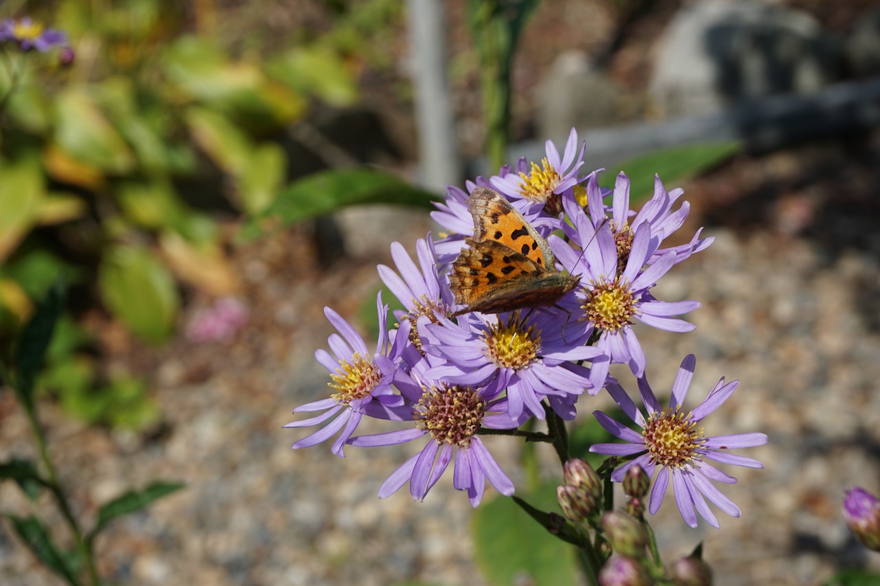 flowers butterfly autumn free photo