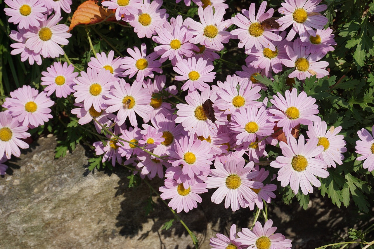 flowers butterfly autumn free photo